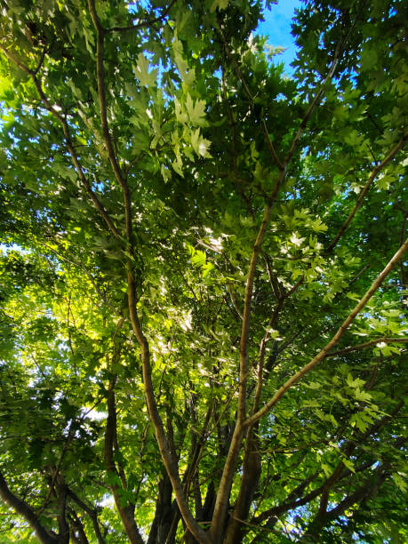 istock forest tree tops light canopy nature leaf summer sun green yard leafs leafy 1460552872