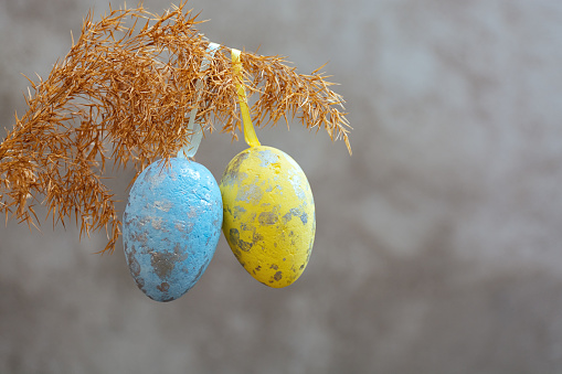 Yellow and blue Easter eggs hanging on a branch of dry reed grass on a gray background. The colors symbolize the State Flag of Ukraine. Happy holidays