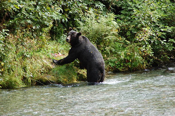 Black Bear Hyder, Alaska – Foto