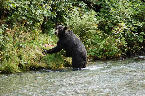 Black Bear Hyder Alaska stock photo