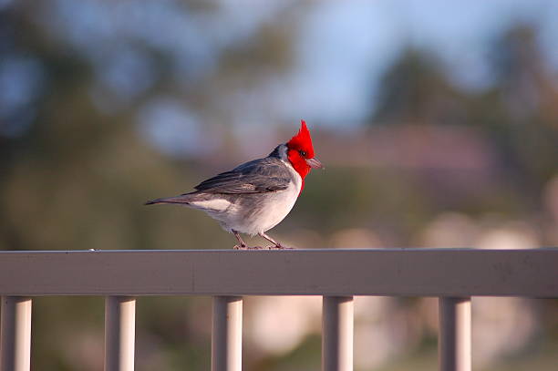 Red-crested Cardinal stock photo