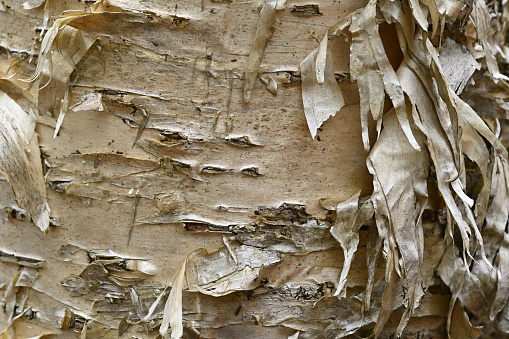 Close-up of the distinctive bark of the yellow birch (Betula alleghaniensis). Papery, peeling and flammable. Photographed along the Bantam River in Connecticut.