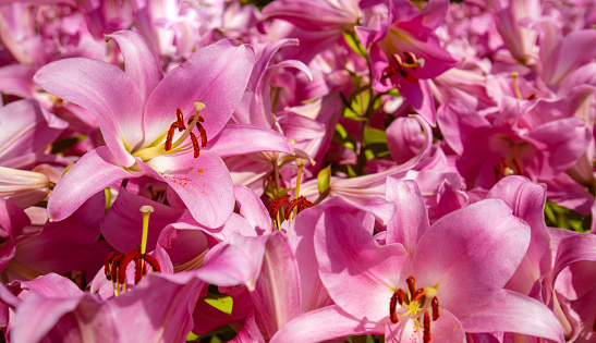 Nature flower background. Flowering pink lilies.