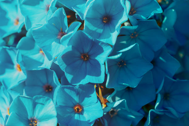 Phlox flowers nature background. Blue toning