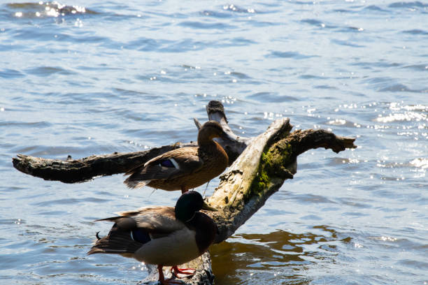 istock wild ducks swim in the Dnieper river on a sunny spring day 1460555142