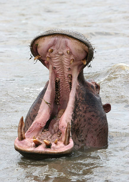 Aggressive hippopotamus stock photo