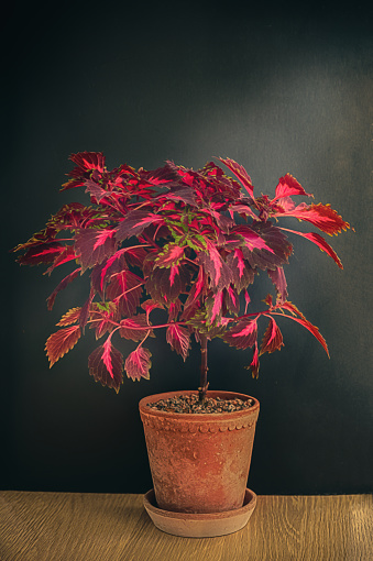 Potted, Coleus Stained Glassworks Royalty Healthy Plant