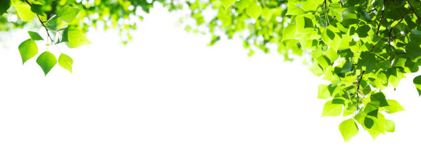 istock Tree branch with leaves on white background with sunlight 1460556761