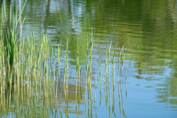 Daytime view of dry reeds growing along a lakeshore, illuminated by natural sunlight, with calm water and tree reflections in the background, creating contrast between warm vegetation tones and darker shaded areas.