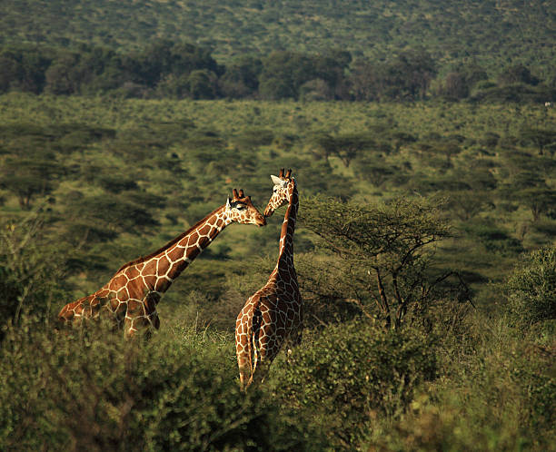Canoodling giraffe Two giraffe canoodling in Kenya Africa (350dpi) canoodling stock pictures, royalty-free photos & images