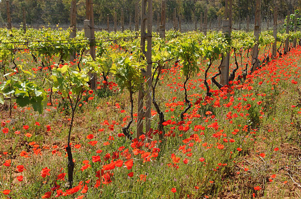 Blooming vineyards Blooming vineyards sardinia vineyard stock pictures, royalty-free photos & images