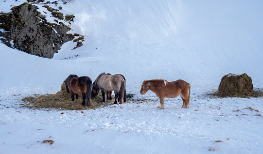 Herd of Icelandic horses eating grass in a mountainous environment with snowy ground at sunset in a magical Icelandic landscape.
