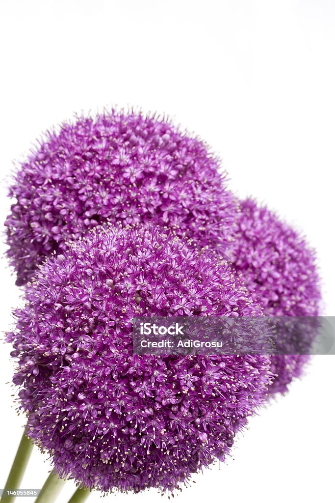 big púrpura flor - Foto de stock de Alium libre de derechos