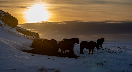Silhouettes of a herd of Icelandic horses eating grass with the snowy ground at sunset, under a cloudy sky and orange by the first rays of the sun with the twilight light