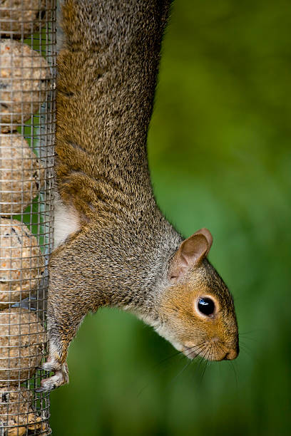 Grey Squirrel (Sciurus carolinensis) stock photo