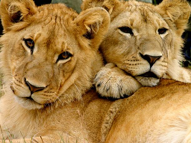 Two beautiful lions laying down together stock photo