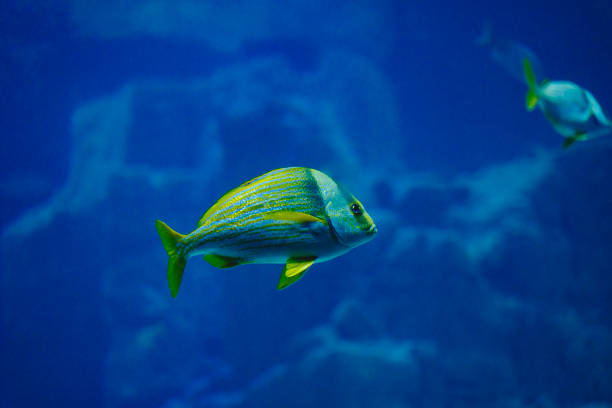 A yellow fish is swimming in a blue tank. The fish is surrounded by rocks and coral. The tank is in a museum or aquarium