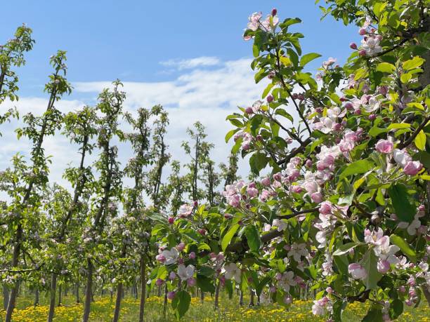 istock Blossoming apple trees in spring garden. 1460562975