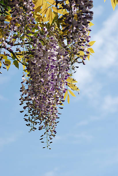 istock blooming wisteria with blue sky background 146056311