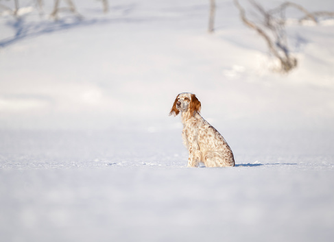 Obedient female Setter sitting in the snow in a mountain area called Synnfjell.