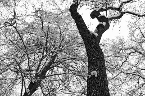 Stately lone trees that stand alone in the harsh winter conditions on snow-covered mountains and plains. A tree that survives snow, storms, blizzards, ice and cold.