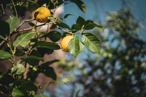 Yellow lemons on a tree