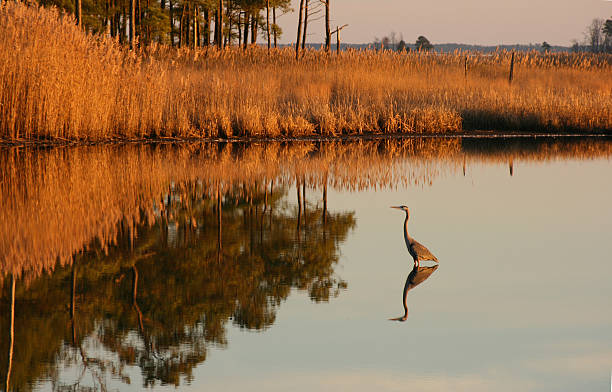 Blue Heron stock photo