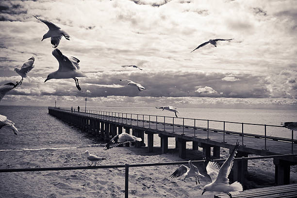 Taken at Mornington Peninsula near Melbourne Australia, this is a split toned/black and white image of a seascape, which at just the right moment, had seagulls flying through the frame.