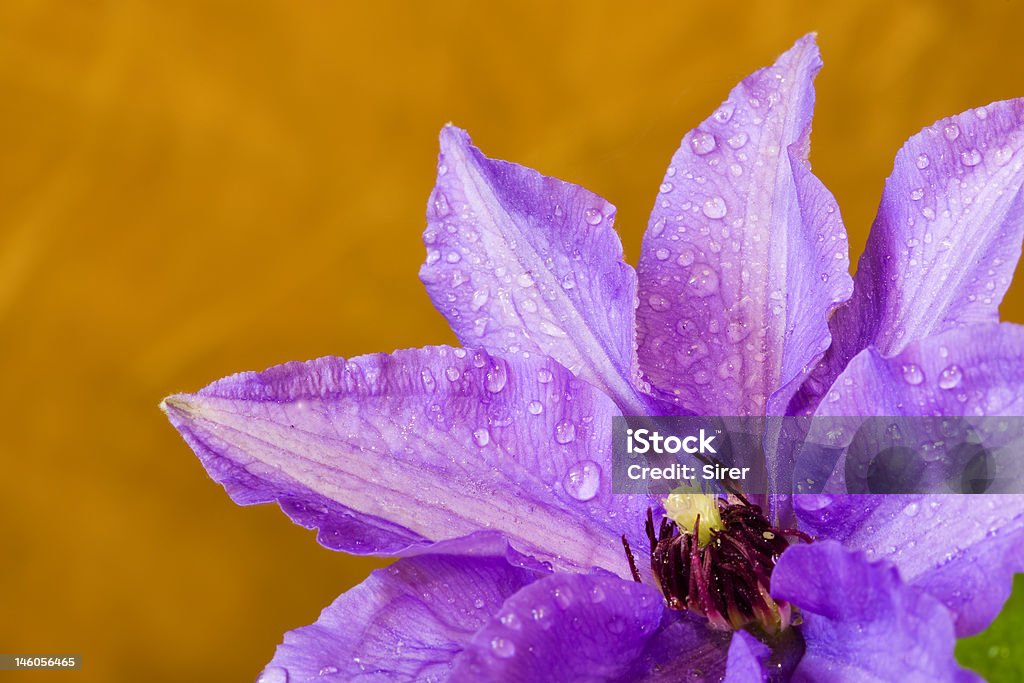 Clematide, cadute, tre - Foto stock royalty-free di Acqua