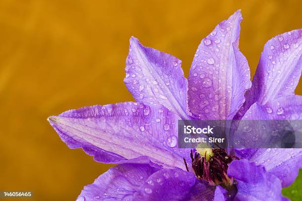 Clematide Cadute Tre - Fotografie stock e altre immagini di Acqua - Acqua, Animale, Astratto