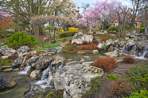 Blossomed trees and pond in Setagaya park spring season stock photo