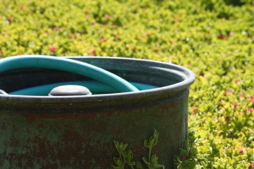 A garden hose coiled inside a decorative barrel, resting in a patch of red apple groundcover.