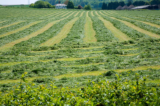 Cut green grass in lines on field stock photo