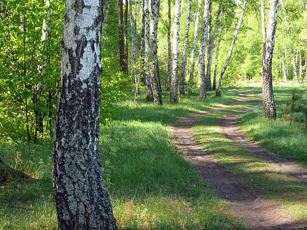 istock road in the woods 146056611