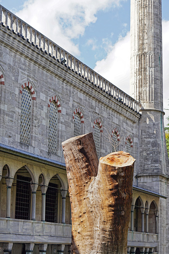 Cut down big old tree trunk near mosque in Istanbul Turkey