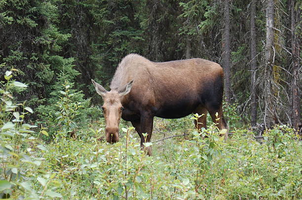 Kenai-Flusses Moose – Foto