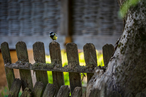 Titmouse on fence