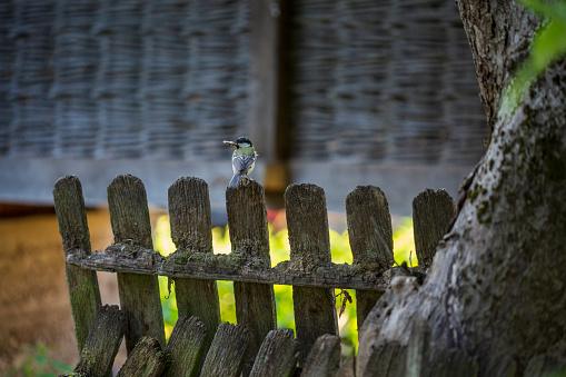 Titmouse on fence