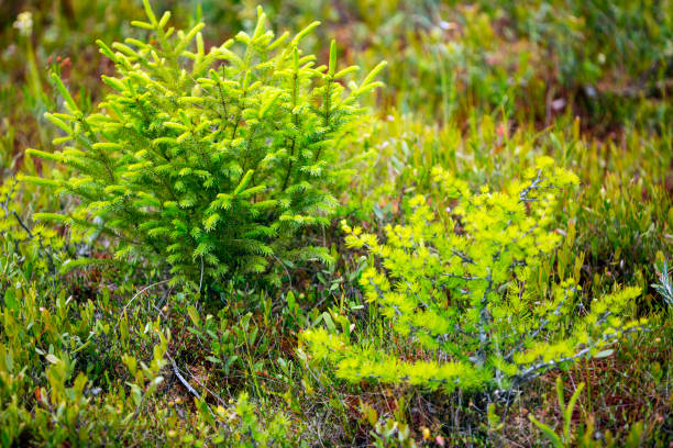 Pioneer tree species on the bog mat in New Hampshire. Two pioneer species of bog mats, black spruce, Picea mariana, and tamarack or eastern larch, Larix laricina, in the peat at the Philbrick-Cricenti Bog in New London, New Hampshire. autotroph stock pictures, royalty-free photos & images