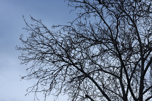 Silhouette dead tree in blue sky