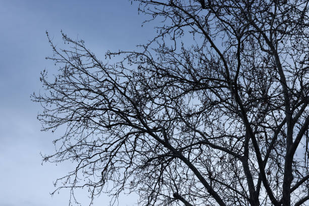 силуэт мертвого дерева в голубом небе - bare tree dry tree branch стоковые фото и изображения