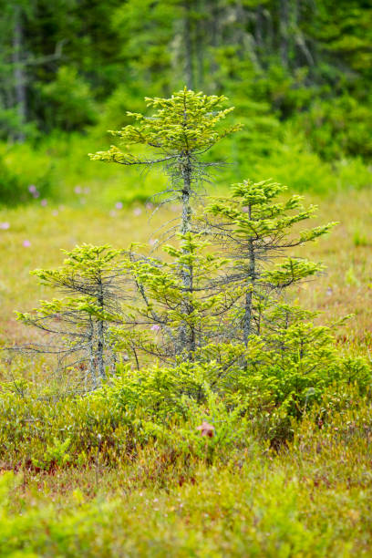 Pioneer tree species on the bog mat in New Hampshire. Black spruce, Picea mariana, a pioneer species of bog mats, colonizing the bog mat by cloning lower branches,  in the peat at the Philbrick-Cricenti Bog in New London, New Hampshire. autotroph stock pictures, royalty-free photos & images