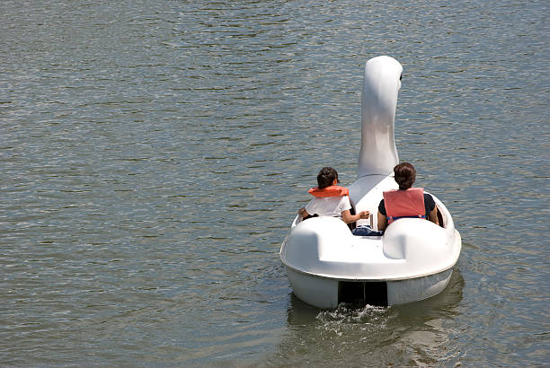 swan peddle barca - cigno foto e immagini stock