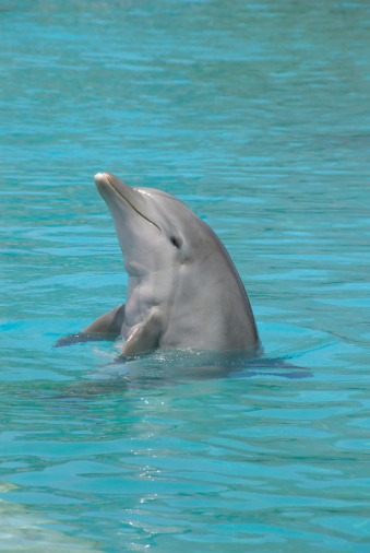 Dolphin looking for fish