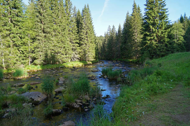 floresta profunda com rio sinuoso no parque nacional de sumava, república tcheca - alaska landscape scenics wilderness area - fotografias e filmes do acervo