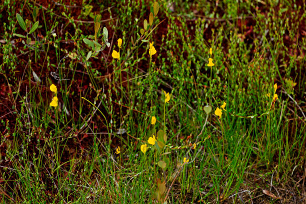 Yellow flowers of the insectivorous bladderwort in New Hampshire. Yellow flowers of bladderwort, Utricularia vulgaris, a carnivorous plant at the Philbrick-Cricenti Bog in New London, New Hampshire, in summertime. utricularia stock pictures, royalty-free photos & images