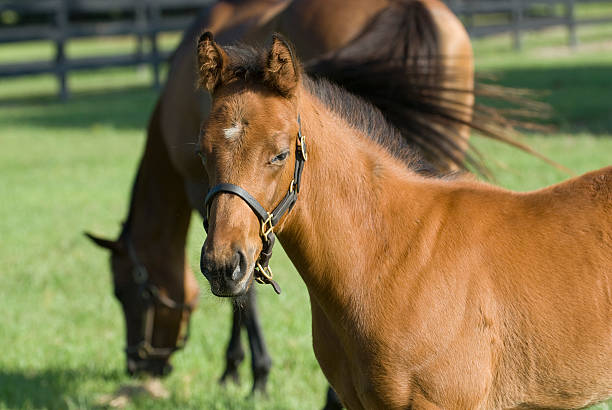 potro con la madre en el fondo - foal child mare horse fotografías e imágenes de stock