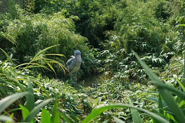 Photo of The shoebill (Balaeniceps rex) hidden in forest