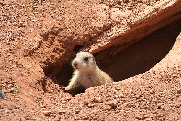 istock Baby prairie dog 146056827