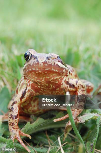 Gojenie Natures Zasilania - zdjęcia stockowe i więcej obrazów Bez ludzi - Bez ludzi, Dzikie zwierzęta, Dziwaczny